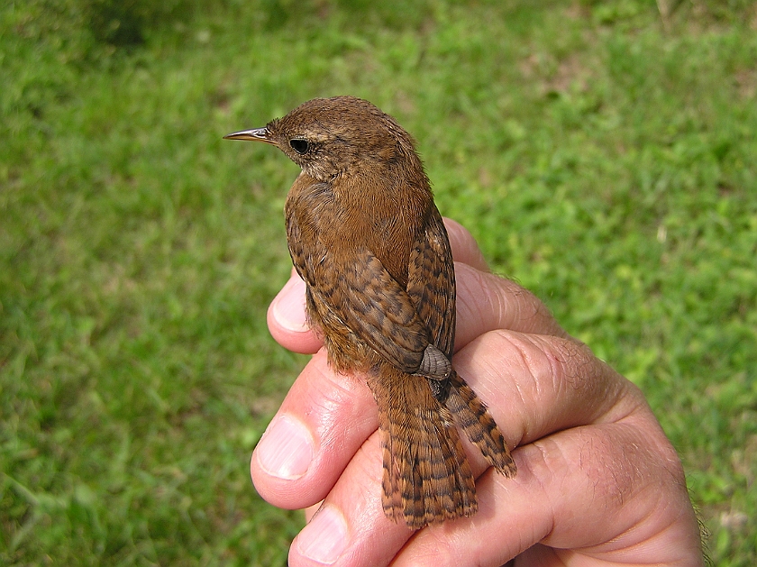 Winter Wren, Sundre 20050725